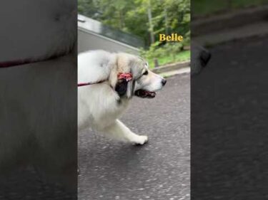 Belle ベル #greatpyrenees #todaysrunrun #グレートピレニーズ #今日のルンルン
