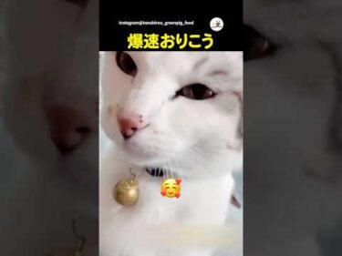 犬のようにやってきた｜PECO