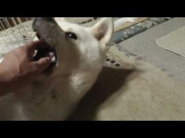【秋田犬ゆうき】涼しくなり部屋へ戻った途端に飼い主が寄って来たけどもうこれが我家だと諦める【akita dog】