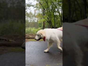 Lily リリー #greatpyrenees #todaysrunrun #グレートピレニーズ #今日のルンルン