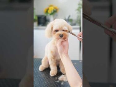 お耳をバッサリカットで大変身したら・・・✂️