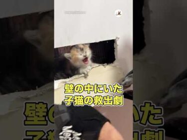 壁の中から子猫を救出したレスキュー隊｜PECO