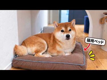 雨で散歩に行けない柴犬、なぜか猫になりました。