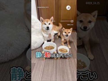 静と動の差がすごい｜PECO