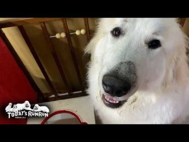 定時に食べず全然違う時間にご飯を要求するリリーです　Great Pyrenees　グレートピレニーズ