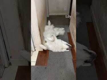 Lily リリー #greatpyrenees #todaysrunrun #グレートピレニーズ #今日のルンルン