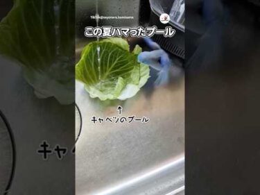 キャベツのプールで遊ぶインコさん｜PECO
