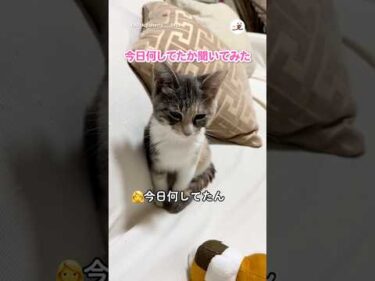ちゃんとお返事してる｜PECO