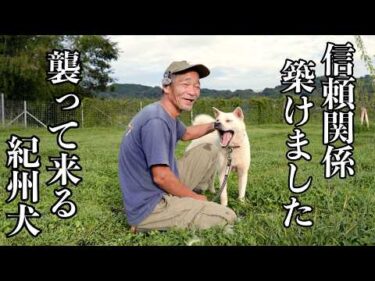 【襲いかかってくる紀州犬Mix】小雪ちゃん心を開きました！