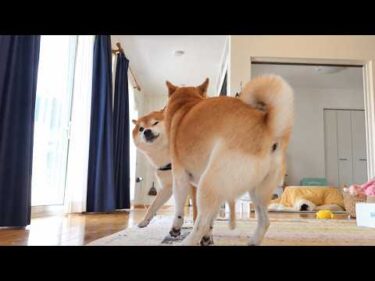 仲良しすぎる柴犬の登場で、親分の様子がおかしくなりました。