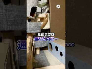 夏前までは通れたのに…｜PECO