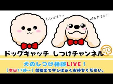 【本日 17時～】犬のしつけ相談ライブ☆ゲリラライブ