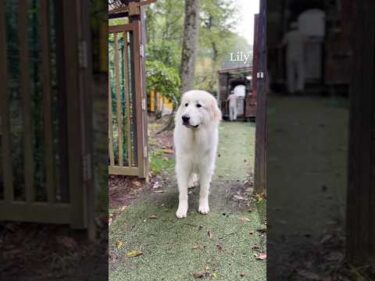 Lily リリー #greatpyrenees #todaysrunrun #グレートピレニーズ #今日のルンルン