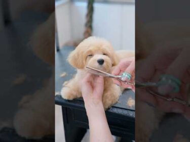 どんどん眠たくなっちゃう子犬をカットしたら・・・