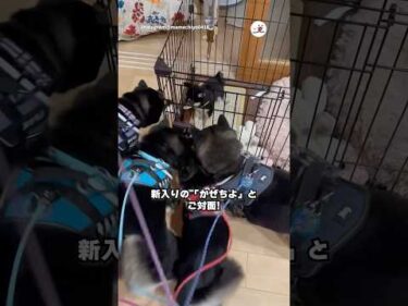 5柴が子柴とご対面｜PECO