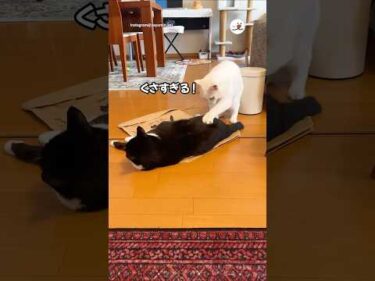 お尻くさいから…｜PECO