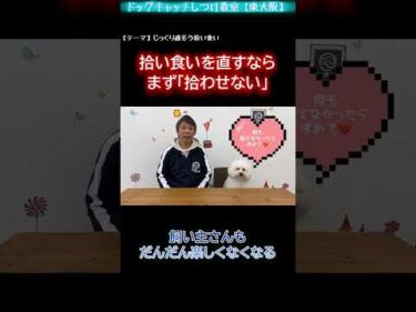 【拾い食いの話②】拾い食いを直すなら・・・大切な予防の考え方【犬のしつけ】