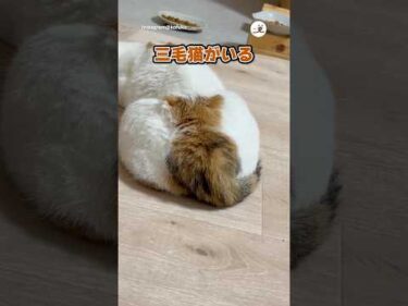 お尻にニャー｜PECO