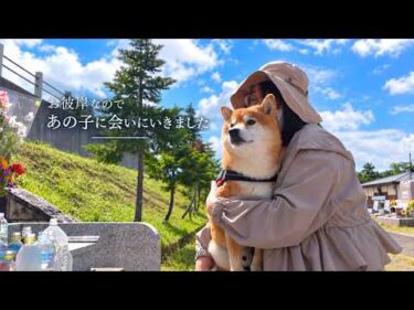 柴犬とお彼岸であの子に会いにいってきました。