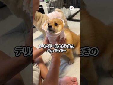 デリバリーを頼んだら…｜PECO