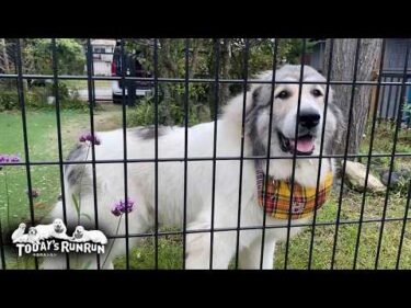 お父さんの外出に同行しとても嬉しかったベルとリリーです　Great Pyrenees　グレートピレニーズ