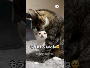先住猫さんが保護子猫を受け入れた瞬間｜PECO