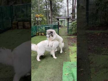 Belle Lily #greatpyrenees #todaysrunrun #グレートピレニーズ #今日のルンルン