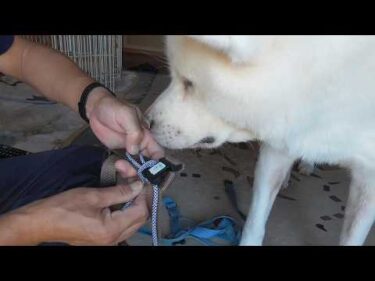 【秋田犬ゆうき】早朝のお散歩がもう暗過ぎるので百均グッズを使ってしっかり目立つようにしました【akita dog】