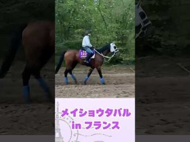 凱旋門賞前のメイショウタバル #horse #競馬  #大予想 #horseracing  #競馬予想  #凱旋門賞