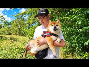 実は飼い主、柴犬にある悩みがありました。。