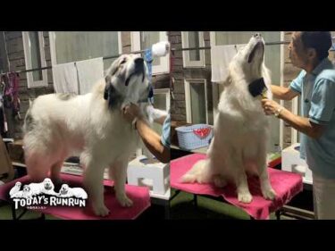 夜もブラッシングしないと家に入れないベルとリリーです　Great Pyrenees　グレートピレニーズ