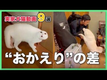 【温度差エグい9選】実家に帰ったら犬猫の反応が両極端すぎた😭｜PECO