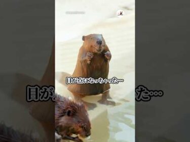 ボ、ボクのは…？｜PECO