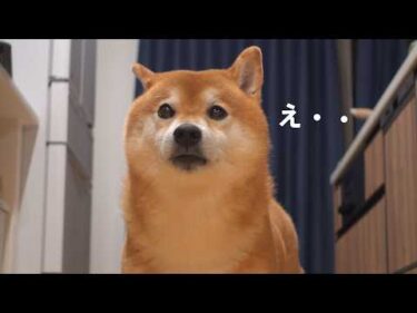 早朝4時、突然の警報で柴犬の1日が狂いました。