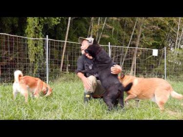 家族親戚を噛んでしまった甲斐犬の驚きの現在