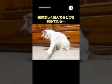 微笑ましく遊んでるとこを眺めてたら…｜PECO