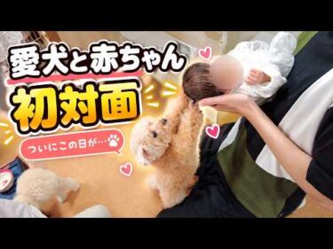 赤ちゃんを初めて見た愛犬たち。その反応は…