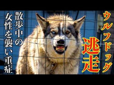 【ウルフドッグ】逃走！散歩していた90代女性を襲い重症を負わせた件に一言