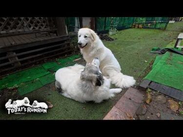 近すぎしつこ過ぎでベルにブチギレられたリリーです　Great Pyrenees　グレートピレニーズ