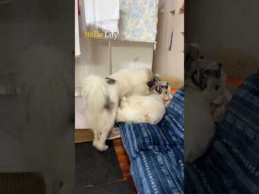 Belle Lily #greatpyrenees #todaysrunrun #グレートピレニーズ #今日のルンルン