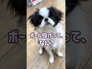 【犬のしつけ】ボールで遊べるようになった狆の子犬