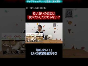 【拾い食いの話③】拾い食いの原因は「食べたい」だけじゃない？【犬のしつけ】