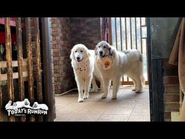 お散歩の順番待ちを素直に受け入れるお利口なリリーです　Great Pyrenees　グレートピレニーズ