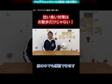 【拾い食いの話④】拾い食い対策は家の中でもできる！【犬のしつけ】