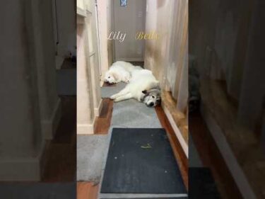 Belle Lily ベル #greatpyrenees #todaysrunrun #グレートピレニーズ #今日のルンルン