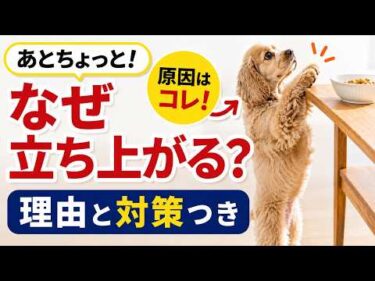 犬が後ろ足で立ってしまう理由｜テーブルに手をかけるクセの直し方【見やすく改良】