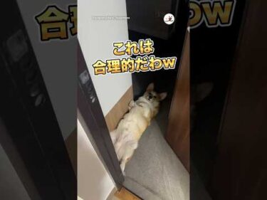 これは合理的だわw｜PECO｜PECO