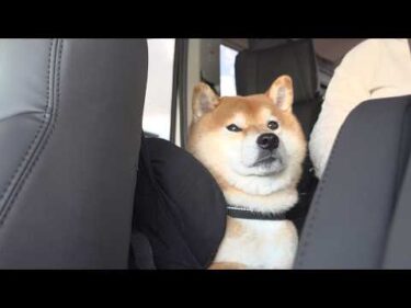 大雨に絶望した柴犬が、意味ありげに見つめてきました。