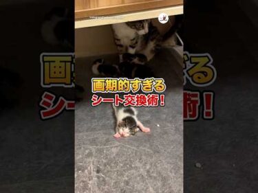 威嚇MAX母猫のシート交換術がこちら｜PECO