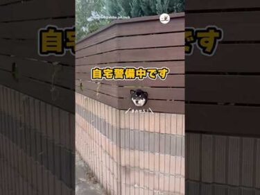 可愛すぎる小窓があった｜PECO